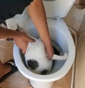 Constanţa: Anchetă a poliţiştilor după ce un adolescent de 14 ani a introdus o pisică într-un vas de toaletă 