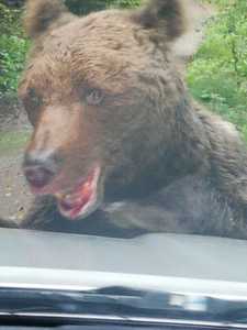Un urs a atacat un grup de muncitori pe traseul spre Cascada Urlătoarea, la Buşteni/ Animalul este extrem de agresiv şi a muşcat din bara autospecialei de jandarmi trimisă la faţa locului/ Populaţia a fost înştiinţată prin mesaj RO Alert - FOTO/ VIDEO