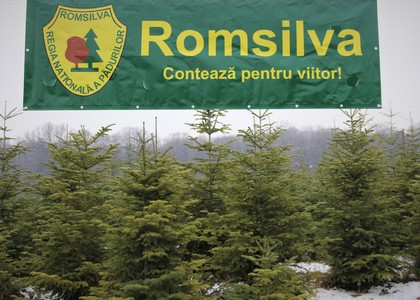 Romsilva oferă la vânzare peste 40.000 de pomi de Crăciun