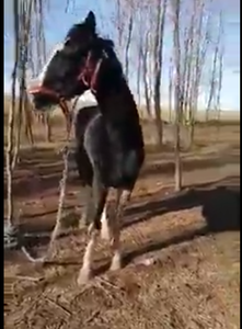 DSVSA Constanţa face verificări în cazul cailor legaţi pe malul lacului Zarguzon, în Techirghiol