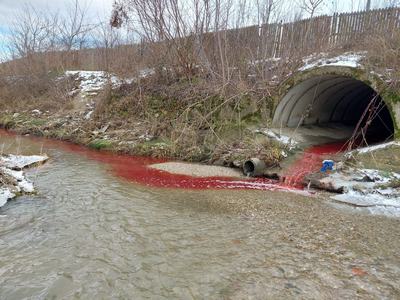 Argeş: Firmă de prelucrare a cărnii, amendată cu 60.000 de lei, după ce a deversat sânge, organe şi alte resturi biologice în râul Bascov/ Activitatea societăţii a fost sistată/ Prefect: Nu tolerăm aşa ceva - FOTO

