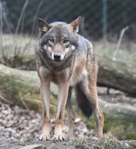 Prahova: O haită de lupi a atacat o stână, omorând 20 de oi. Proprietarul va fi despăgubit de Ministerul Mediului 