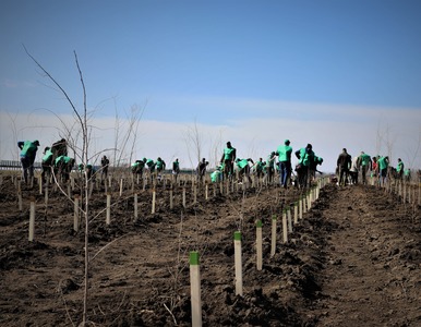 Romsilva va planta circa 20 milioane de puieţi forestieri în campania de împăduriri de primăvară