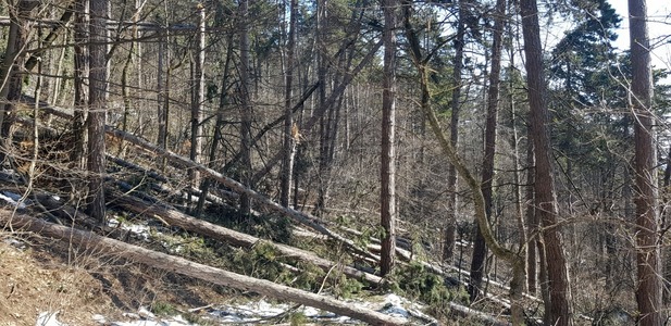 Prefectura Braşov anunţă că nu se ştie cu exactitate numărul arborilor care trebuie extraşi de pe traseele turistice din Masivul Tâmpa, fiind începută operaţiunea de inventariere / Utilizarea traseelor, un real pericol

