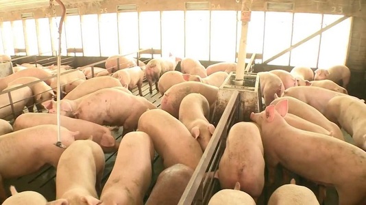 Peste 25.000 de porci vor fi sacrificaţi la o fermă din Timiş, după ce a fost depistată pesta porcină 