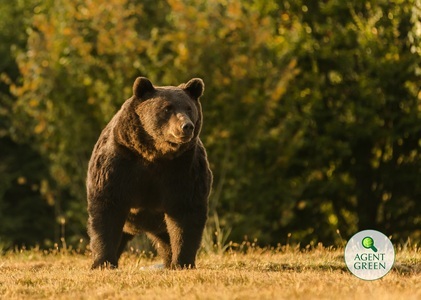 Agent Green, despre OUG referitoare la intervenţia de urgenţă în cazul urşilor: Va duce la executarea imediată a sute de urşi nevinovaţi