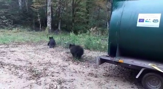 Braşov: O ursoaică şi trei pui care veneau frecvent în cartierul Şchei, relocaţi la sute de kilometri depărtare/ Primar: A fost doar prima intervenţie şi este poate şi cea mai importantă, având în vedere că ursul era cantonat între casele oamenilor - FOTO