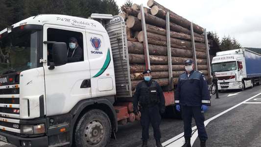 Jandarmeria Română: O coloană cu peste 30 de tiruri încărcate până la refuz cu lemne, ce se întinde pe o lungime de jumătate de kilometru - aşa am putea aprecia cantitatea de material lemnos confiscat de jandarmi în prima parte a anului 