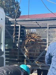  Leul Simba, mascota oraşului Zaporojie, şi o lupoaică, la Grădina Zoologică din Rădăuţi / Animalele au ajuns după un drum de patru zile / Apelul Animals International pentru Guvern - VIDEO