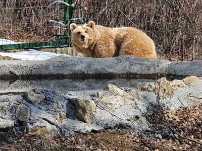 Ursoaică adusă din Ucraina la sanctuarul de la Zărneşti, după o călătorie de peste 30 de ore cu maşina - FOTO
