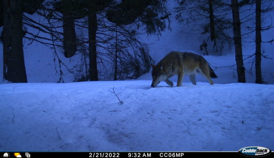 FOTO: Conservation Carpathia