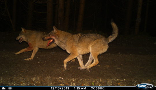 FOTO: Conservation Carpathia