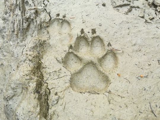 FOTO: Conservation Carpathia