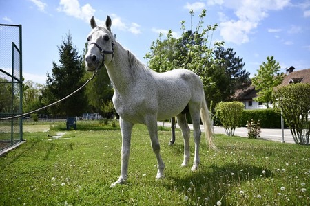 Jandarmeria Română oferă spre adopţie un cal în vârstă de aproape 18 ani, care a participat la misiuni, competiţii şi a defilat sub Arcul de Triumf, de Ziua Naţională - FOTO