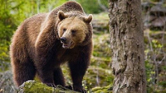 Argeş: Bărbat atacat de un urs pe un drum forestier din Curtea de Argeş