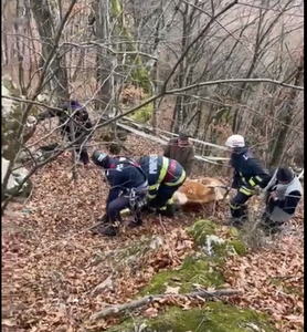 Intervenţie dificilă a pompierilor şi alpiniştilor militari pentru salvarea unei vaci care a căzut într-o prăpastie de 30 de metri / Animalul a fost salvat după cinci ore  - VIDEO