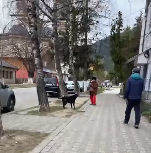 Imagini cu o femeie doborâtă de un câine, la Nehoiu, distribuite pe internet – Femeia, care este bolnavă, se pare că a provocat câinele, dar nimeni nu îi sare în ajutor - VIDEO