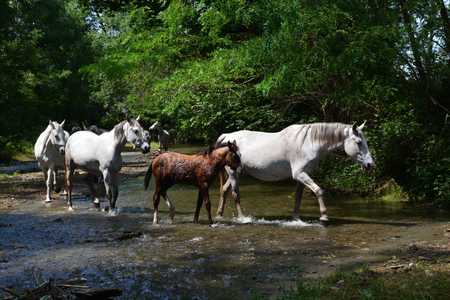 Braşov: 33 de cai găsiţi la abatorul care ucidea ilegal cabaline pentru exportul cărnii în Italia au fost salvaţi de către anchetatori şi preluaţi de autorităţi / Un cetăţean italian cercetat; cinci veterinari au fost audiaţi
