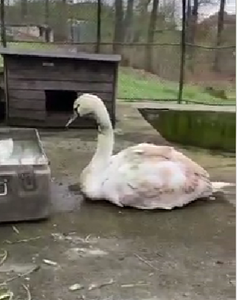 Hunedoara: Lebădă rănită în zona gâtului, găsită de un trecător / Acesta a alertat autorităţile, pasărea fiind dusă pentru îngrijiri la Grădina Zoologică Hunedoara - VIDEO

