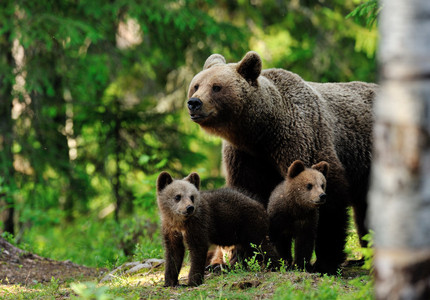 Ursoaică cu trei pui, zărită într-o localitate din Harghita

