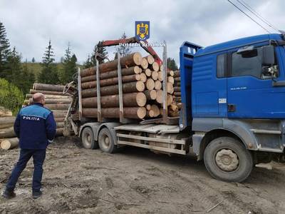 Suceava: Două transporturi ilegale de lemn au fost depistate de poliţişti / Un şofer care a făcut scandal a primit amenzi de peste 5.000 de lei - FOTO