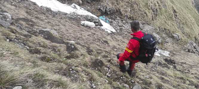 Câine căzut 200 de metri într-o prăpastie din Bucegi, recuperat de către salvamontişti 