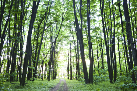 Ministerul Mediului îşi anunţă susţinerea faţă de platforma civică "Împreună pentru centura Verde” şi implicit faţă de legea care protejează pădurile din Ilfov: Rolul social al pădurilor din jurul marilor oraşe, incontestabil