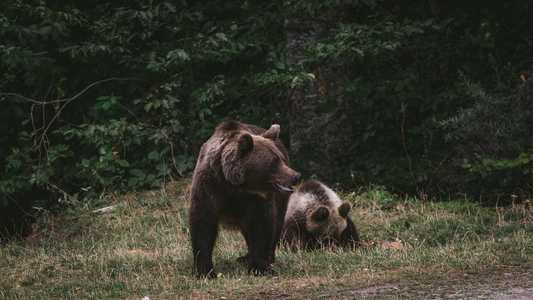 Ursoaică cu doi pui, pe o stradă din Petroşani, judeţul Hunedoara/ A fost transmis mesaj RO-ALERT