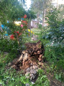 Un copac a căzut într-un loc de joacă din Suceava / Un copil a fost rănit uşor în urma incidentului - VIDEO, FOTO