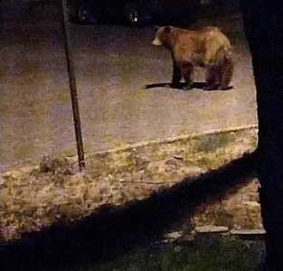 Un urs care s-a urcat într-un copac din curtea unui liceu din Miercurea Ciuc a fost împuşcat/ Animalul nu putea fi alungat deoarece zona este  aglomerată şi nici tranchilizat deoarece nu ar fi supravieţuit unei căderi de la înălţime 
