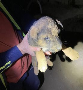 Sibiu: Pompierii au salvat un căţel care a căzut în canalul de aproape 4 metri adâncime săpat pentru o fântână, în localitatea Saroş pe Târnave - FOTO
