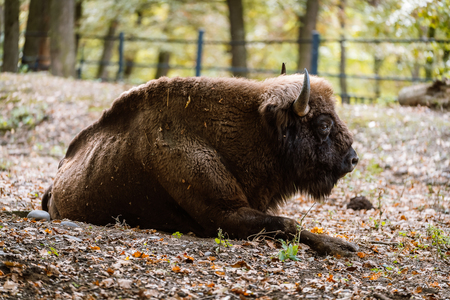 Grădina Zoologică din Târgu Mureş trimite un bizon în Parcul Naţional Shahdag din Azerbaidjan / Scopul programului - stabilirea unei populaţii viabile de bizoni europeni pe versanţii sudici ai Munţilor Caucazului