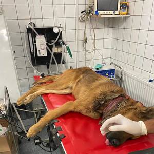 Câine cu rană profundă în zona gâtului, salvat de echipajele ASPA de pe o stradă din Sectorul 5 / Fusese legat cu un cablu de sârmă / A fost sesizată Poliţia

