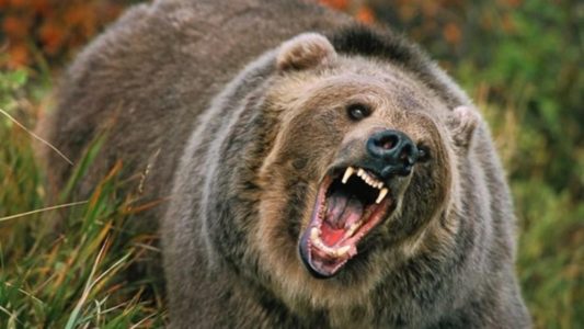 Bistriţa Năsăud: Două persoane care participau la o partidă de vânătoare, atacate de un urs