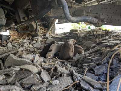 Căţea cu 9 pui, găsită sub o maşină abandonată din Sectorul 3 / Animalele, preluate de ASPA / Nou apel la sterilizare - FOTO


