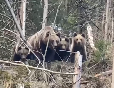 Imagini inedite filmate într-o pădure din judeţul Suceava. Cum reacţionează o ursoaică cu trei pui, atunci când vede un pădurar - VIDEO, FOTO
