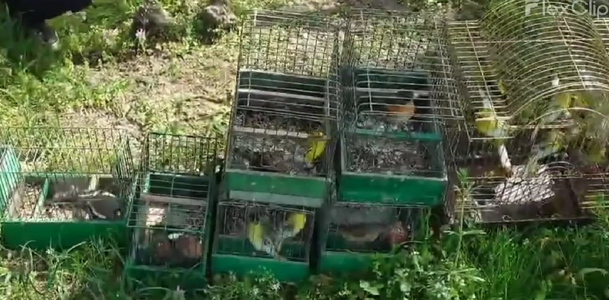 Garda Naţională de Mediu: 94 de păsări sălbatice din specii protejate de lege, confiscate după ce au fost găsite la vânzare/ Cele mai multe dintre ele au fost eliberate în natură