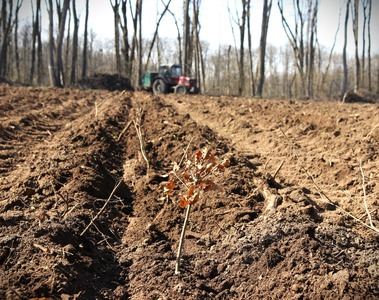 Romsilva va reîmpăduri peste 340 de hectare de fond forestier afectate de calamităţi cu fonduri din PNRR