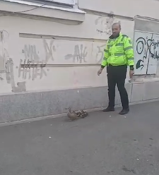 Poliţist local din Cluj-Napoca, apreciat pentru că a ajutat o raţă şi câţiva boboci să ajungă înapoi în lac / Imaginile publicate de primarul Emil Boc s-au viralizat - VIDEO