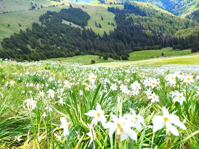 Imagini superbe cu narcisele din Parcul Naţional Munţii Rodnei, distribuite de Romsilva / Covor alb de narcise, întrerupt din loc în loc de flori de arginţică, genţiană, ceapa ciorii şi brânduşe de primăvară - FOTO