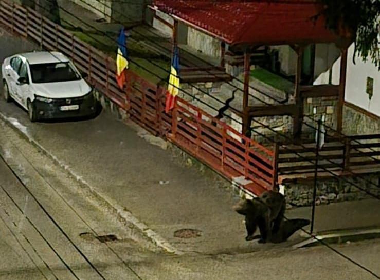 Localnicii şi turiştii din staţiunea Buşteni, terorizaţi de urşii care se plimbă pe străzi în căutare de hrană/ Deşi situaţia durează de mulţi ani, autorităţile nu au luat măsuri pentru stoparea fenomenului VIDEO