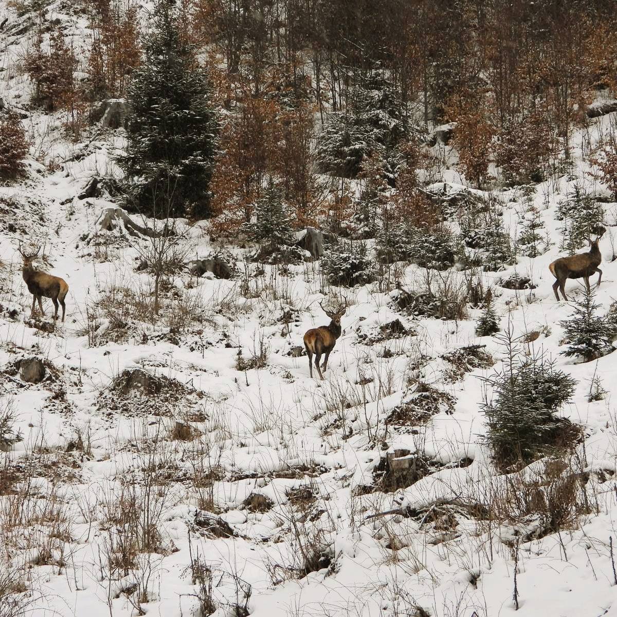 Capre negre şi un urs, surprinse în imagini pe culmile înzăpezite ale Masivului Giumalău - FOTO