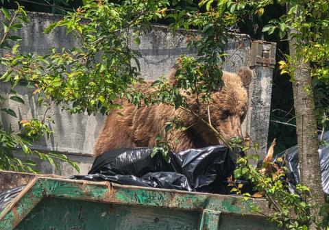 Apel al autorităţilor din Braşov către cetăţenii care aruncă deşeurile lângă insulele de colectare sau scot de seara gunoiul la poartă/ Primăria atrage atenţia că astfel de comportamente favorizează intrarea urşilor în oraş