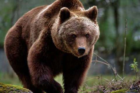 Ursoaică împuşcată în Braşov/ Animalul fusese alungat de mai multe ori din zona unui hotel din Poiana Braşov, dar măsurile nu au avut efect