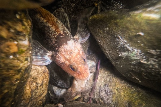 FOTO: Alex Găvan / Fundaţia Centura Verde