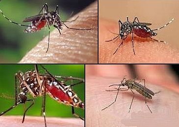 Febra Denga va deveni o ameninţare majoră în sudul Europei în acest deceniu, avertizează un oficial OMS