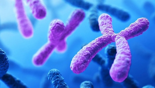 Cercetătorii creează cromozomi sintetici mai rapid şi mai ieftin