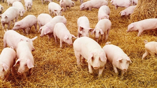 Senat: Ajutoare de stat pentru crescătorii de porci în valoare de jumătate de miliard de euro