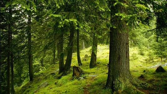 Preşedintele Iohannis solicită Parlamentului reexaminarea Legii pentru aprobarea OUG privind înfiinţarea gărzilor forestiere