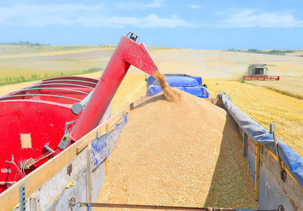 Producţia de grâu a României a crescut în acest an cu 15%, la 8,5 milioane tone, însă traderii au scăzut preţul cu până la 20%